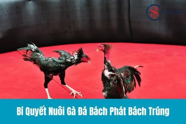 Cách Nuôi Gà Đá Chuyên Nghiệp