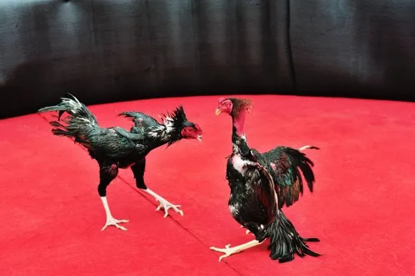 Cách Phân Tích Một Trận Đá Gà