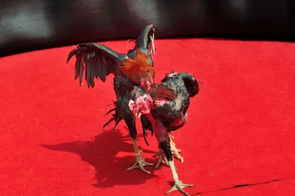 Cách Phân Tích Một Trận Đá Gà