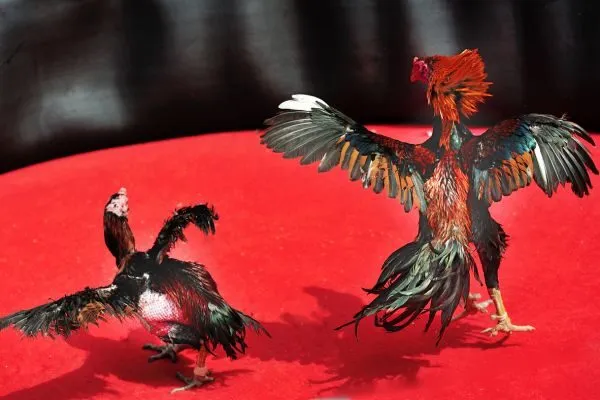 Cách Phân Tích Một Trận Đá Gà