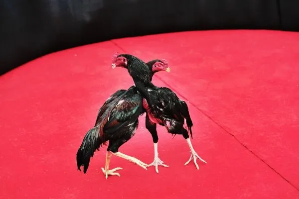 Chiến Lược Đá Gà