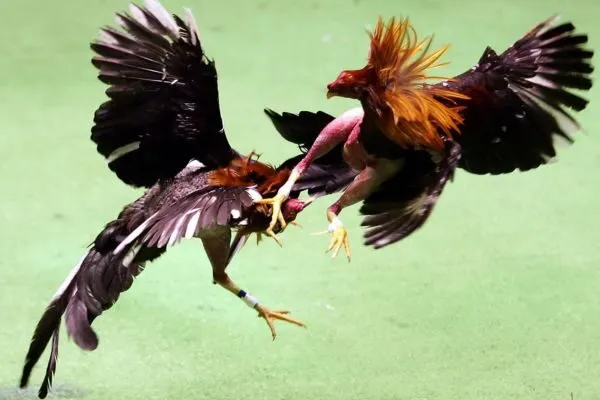 Đá Gà Cựa Sắt