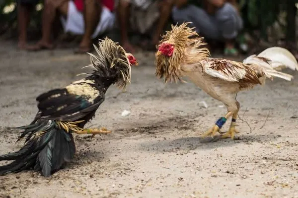 Đá Gà Cựa Sắt