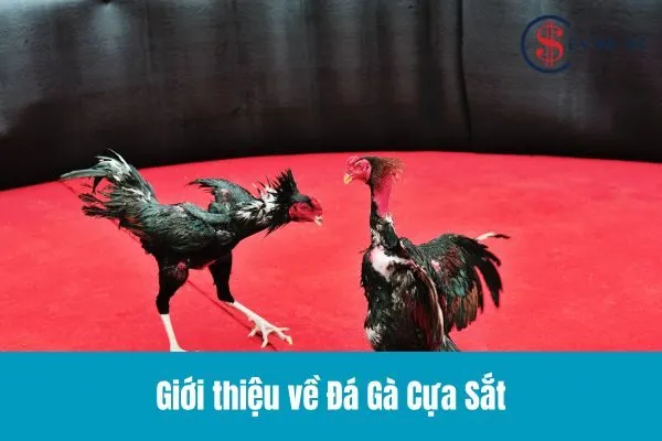 Đá Gà Cựa Sắt