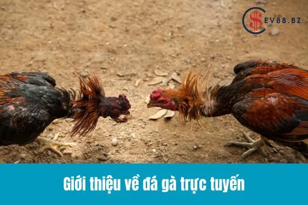 Đá Gà Trực Tuyến