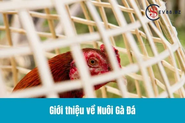 Cách Nuôi Gà Đá Chuyên Nghiệp