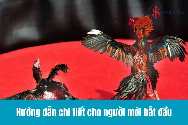 Cách Lựa Chọn Gà Đá Hay