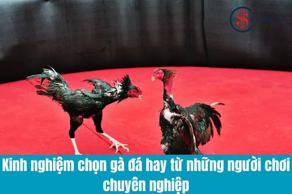 Cách Lựa Chọn Gà Đá Hay