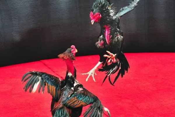 Nền Tảng Đá Gà Trực Tuyến