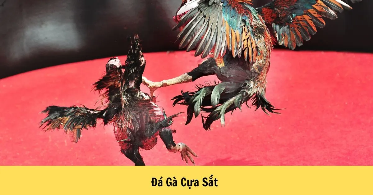 Đá Gà Cựa Sắt