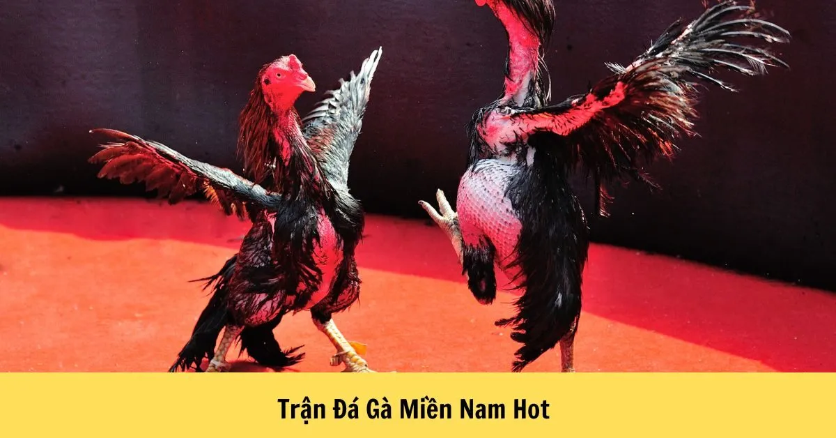 Trận Đấu Đá Gà Miền Nam Hot