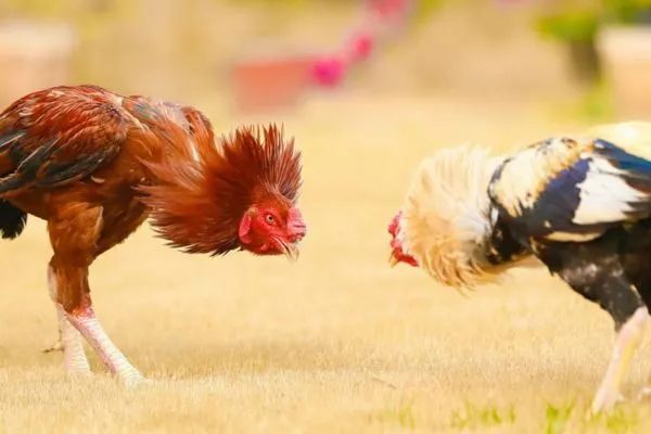 Trận Đá Gà Miền Nam Hot